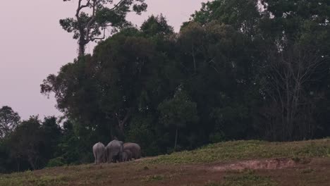 Family-seen-before-dark-feeding,-Indian-Elephant-Elephas-maximus-indicus,-Thailand