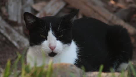 Müde-Katze-Schläft-Ein-Und-Gähnt-Draußen-Im-Gras