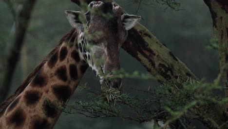 Nahaufnahme-Des-Kopfes-Einer-Giraffe,-Die-Blätter-Vom-Baum-Im-Aberdare-Nationalpark,-Kenia,-Frisst