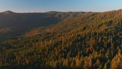 Kiefern-Und-Mammutbäume-In-Herbstfarben-Im-Stanislaus-National-Forest
