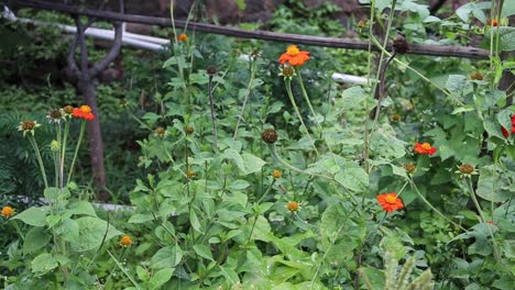 Rote-Sonnenblumenpflanze-In-Einem-Garten