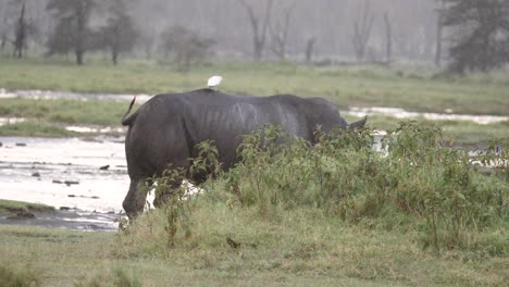An-Egret-Riding-On-Top-Of-A-Black-Rhino-In-Aberdare-National-Park,-Kenya,-East-Africa