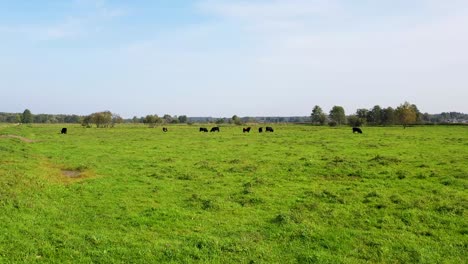 Wild-bison-herd-leisurely-walking-across-meadows-near-a-riverside,-accompanied-by-trees-and-clouds