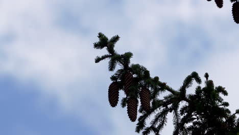 Pine-tree-branches-against-a-cloudy-sky,-with-a-focus-on-several-large-cones