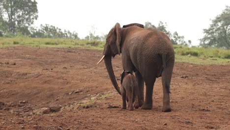 Mutter-Und-Elefantenbaby-Wandern-Im-Aberdare-Nationalpark,-Kenia,-Afrika