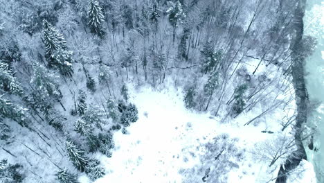 Von-Oben-Nach-Unten-Aufgenommene-Luftaufnahme-Eines-Weißen,-Schneebedeckten-Kiefernwaldes-Während-Des-Eiskalten-Winters