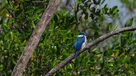 Facing-to-the-right,-seen-from-its-back,-during-a-windy-moment-in-the-mangrove-forest,-Collared-Kingfisher-Todiramphus-chloris,-Thailand