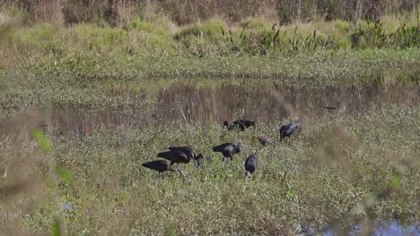 Glossu-ibises-grazing-in-grassland