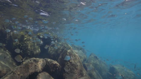 Nadar-Con-Peces-Tropicales-Bajo-El-Agua-En-La-Isla-De-Maní,-Florida
