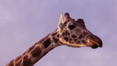 Giraffenkopf-Vor-Blauviolettem-Himmel-Bei-Sonnenuntergang-In-Afrika-–-Mittlere-Aufnahme