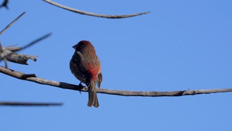A-House-Finch-sits-on-a-perch-in-the-Sepulveda-Wildlife-Reserve-in-Southern-California