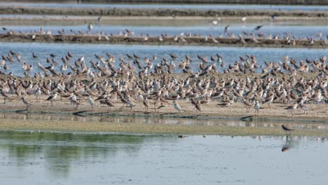 Big-flock-resting-on-dried-mud-in-the-middle-of-the-saltpan-while-some-fly-away-towards-the-left,-Shorebirds,-Thailand