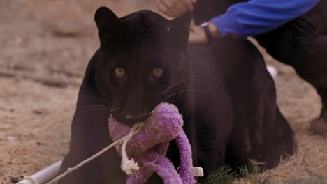 Black-Leopard-being-pet-from-trainer-in-enclouser---big-cats