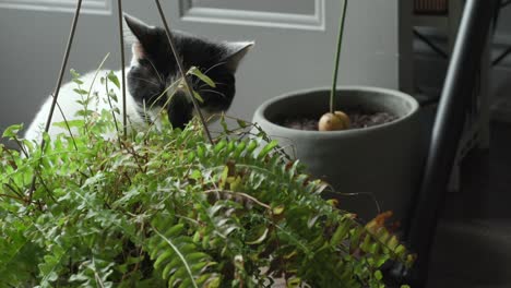 Nahaufnahme-Einer-Schwarz-weißen-Katze,-Die-Tagsüber-Zu-Hause-Blätter-Von-Einer-Pflanze-Frisst