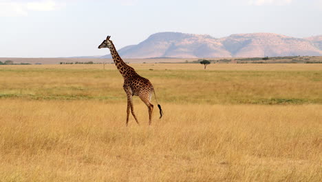 Giraffe-Walking-Across-African-Savanna-In-Masai-Mara,-Kenya---Wide-Shot