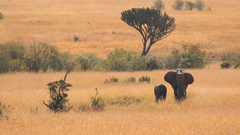African-Elephant-Mother-And-Calf-In-Savanna,-Masai-Mara,-Kenya---Wide-Shot