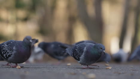 Pigeons-picking-up-bread-crumbs-from-the-ground,-in-the-park