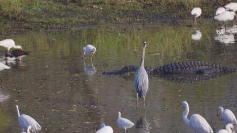 Egrets,-Heron-and-alligator-eating-and-resting-in-Florida-wetland-habit