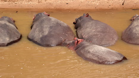A-Group-Of-Hippopotamus-Immersed-In-Water-At-Maasai-Mara-National-Reserve,-Kenya,-East-Africa