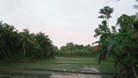 Reisfeldplantage-Inmitten-Grüner-Tropischer-Wälder,-Heller-Tag-Auf-Den-Philippinen