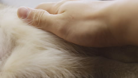 Closeup-of-hand-stroking-petting-cat-or-dog-fur-coat-gently-and-softly