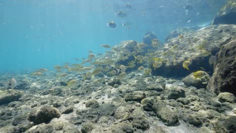 Underwater-schooling-yellow-tropical-fish-on-ocean-bottom,-Peanut-Island,-Florida