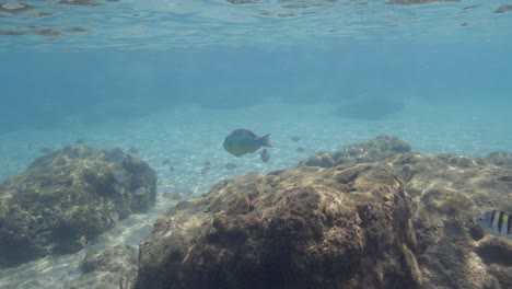 Underwater-view-of-tropical-fish-amongst-rocks-and-bottom-of-clear-water,-Peanut-Island,-Florida