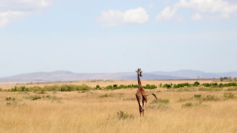 Jirafa-Caminando-Por-El-Campo-En-La-Sabana-De-Masai-Mara,-Kenia---Ancho