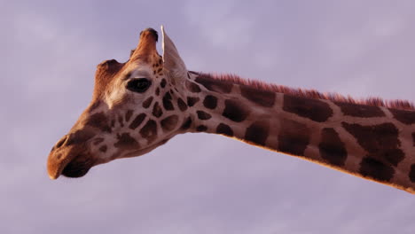 Giraffe-Schaut-Sich-Bei-Sonnenuntergang-Um-–-Wunderschöne-Lila-blaue-Wolken-Hinter-Einem-Isolierten-Kopf