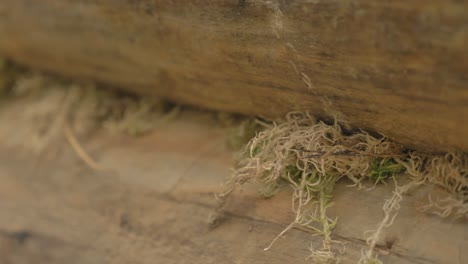 4k-Close-up-of-moss-between-timber-on-log-house,-ecological-way-of-building