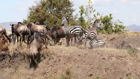 Herd-Of-Zebra-And-Wildebeest-In-The-Game-Reserve-At-Maasai-Mara-National-Reserve,-Kenya,-East-Africa