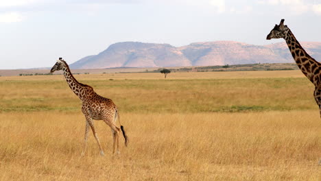 Giraffe-Walking-In-Savanna-In-Masai-Mara,-Kenya---Wide-Shot
