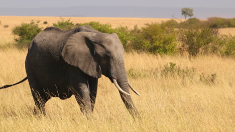Elefante-Caminando-En-La-Sabana-Africana-En-Masai-Mara,-Kenia---Toma-Amplia