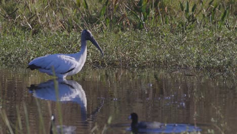 Wood-stork-grazing-in-shallow-water-wetland