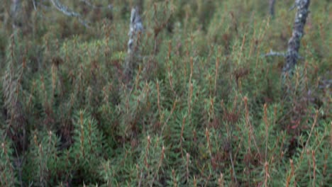 Iceland-moss-and-bog-pines