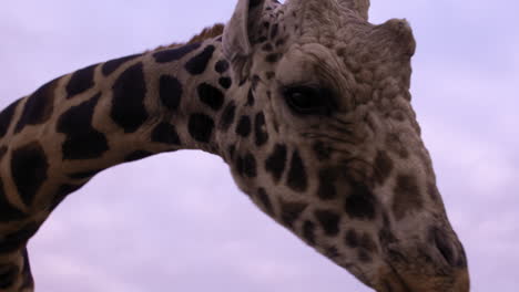 Giraffe-Leckt-Die-Hand-Eines-Mannes,-Während-Er-Mit-Dem-Smartphone-Filmt-–-Nahaufnahme