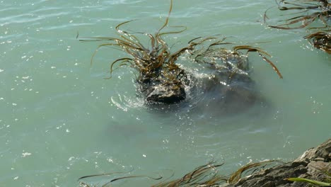 Seaweed's-Dance:-Mesmerizing-motion-as-seaweed-gracefully-navigates-around-rocks-in-the-enchanting-embrace-of-the-ocean