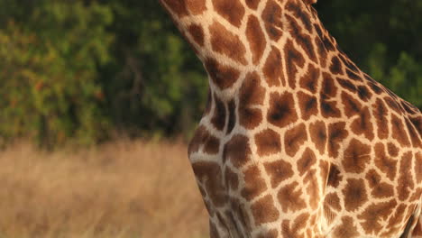 Stehende-Große-Giraffe-Im-Masai-Mara-Safari-Park-In-Kenia,-Ostafrika