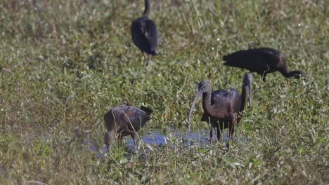 Glossy-Ibises-grazing-in-shallow-wetland-grass
