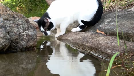 Vista-De-Perfil-Lateral-De-Un-Gato-Blanco-Y-Negro-Sediento-Bebiendo-Agua-Y-Reflexionando-Sobre-Ella-Desde-Un-Lago-Parándose-Sobre-Una-Piedra