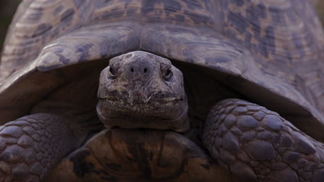 Leopard-tortoise-turns-to-look-directly-into-camera---close-up-on-face