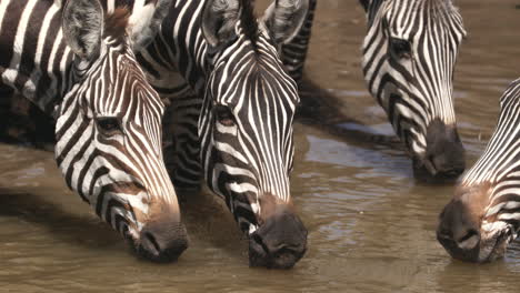 Zebras-Drinking-At-Water-Hole-In-Masai-Mara,-Kenya---Close-Up