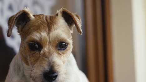Close-up-of-Jack-Russell-Terrier-face-while-look-around-and-eyes-blink