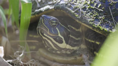 Bemalter-Schildkrötenkopf-Mit-Eingezogener-Atmung,-Augen-Und-Haut