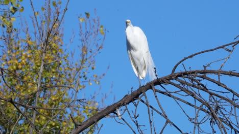 A-Great-Egret-in-the-Sepulveda-Wildlife-Reserve-in-Southern-California