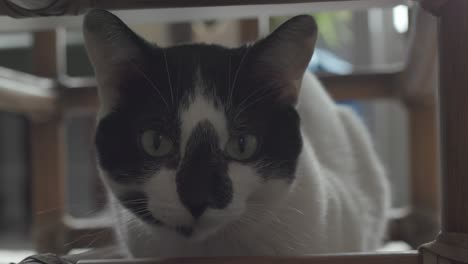 Closeup-indoor-shot-of-a-black-and-white-cat-staring-at-camera-sitting-under-a-chair-with-blurred-background-in-home