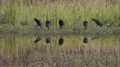 Glossy-Ibises-foraging-in-grassy-wetland