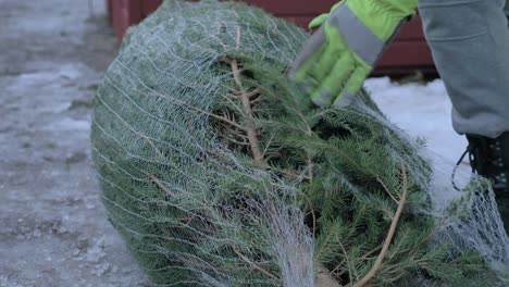 close-up-of-worker-unpack-tree-from-packing-net,-while-wearing-safety-gloves