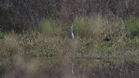Sandhill-crane-walking-in-tall-grass-disturbing-glossy-ibis-flyaway