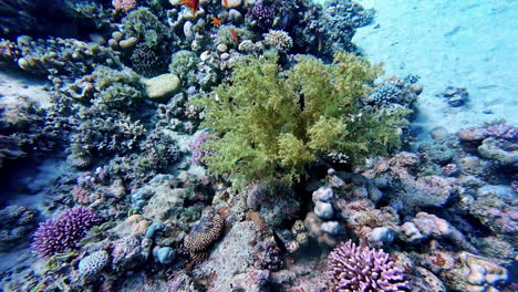Underwater-colourful-coral-reef-up-close,-small-fish-swim-around-bottom-of-ocean